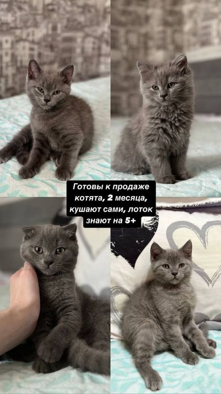 Котята Скотиш Страйт и Скотиш фолд.