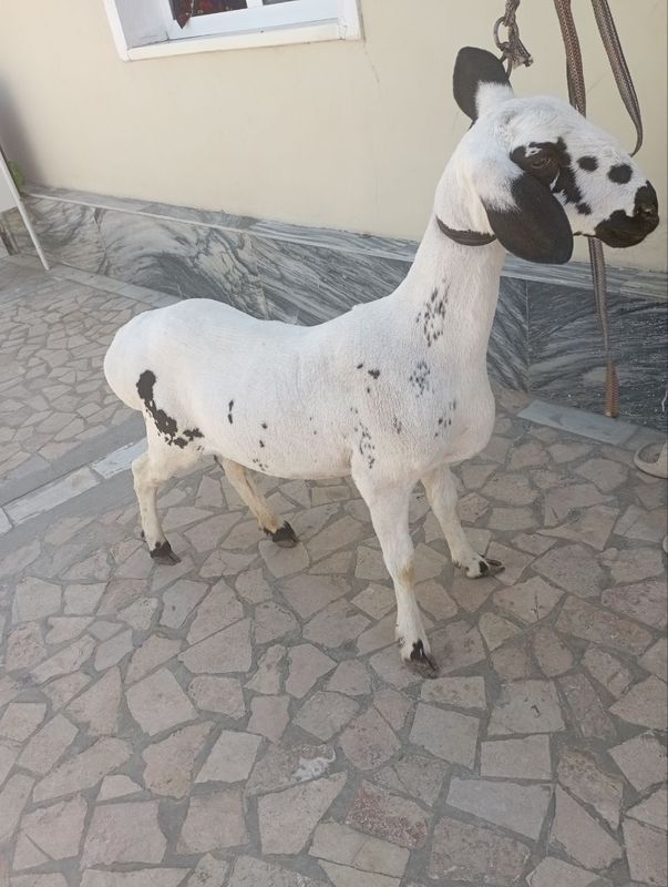 Moda barra sotiladi Moda barra sotiladi