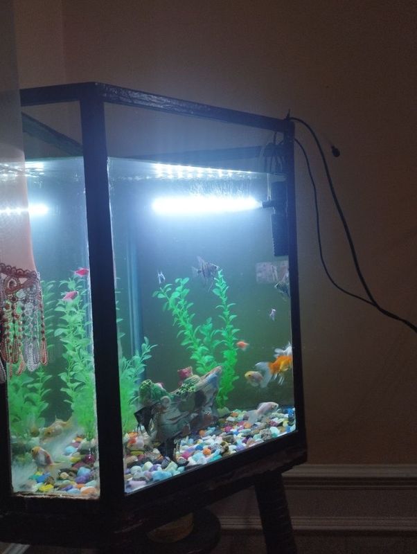 Akvarium jixozlari bilan