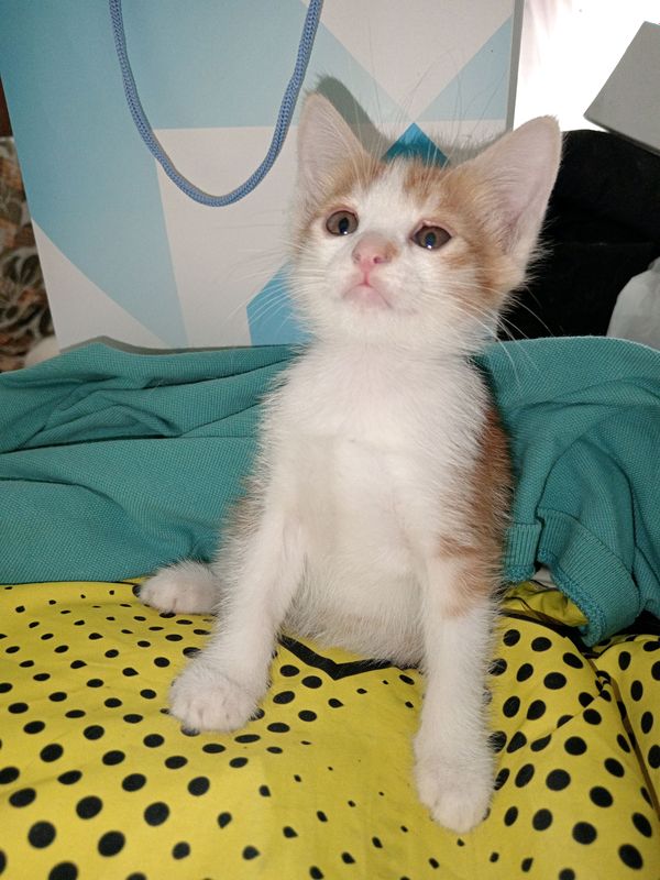 Продается Чебурашка котенок, мальчик, домашний Продается Чебурашка котенок, мальчик, домашний