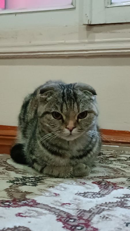 Scottish fold zotli mushuk. Кошки