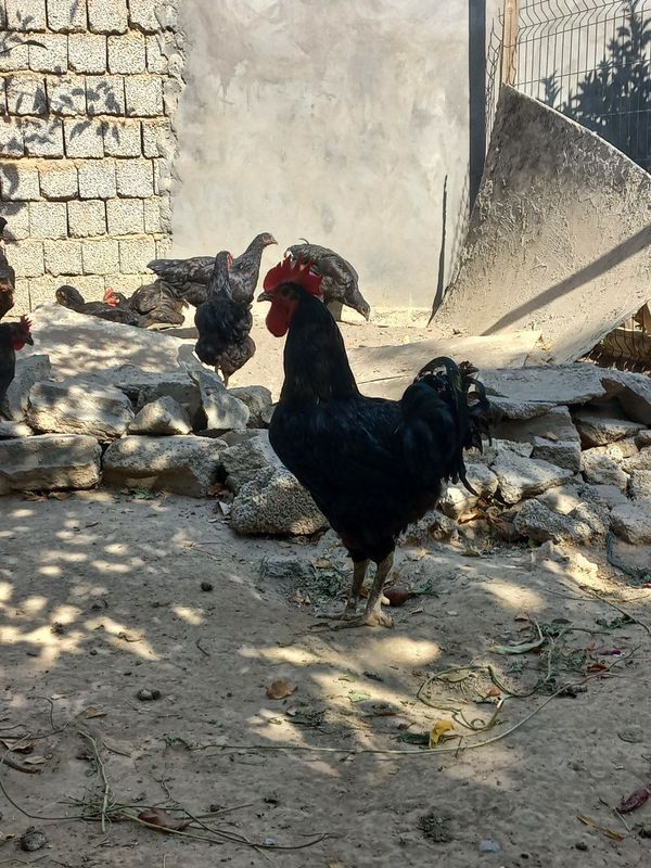 Jersi Gigant Qorashaxzoda tozasi Jersi Gigant Qorashaxzoda tozasi