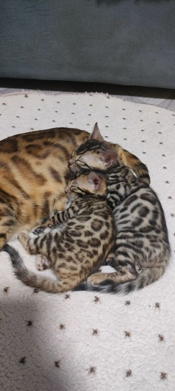 Бенгальские котята