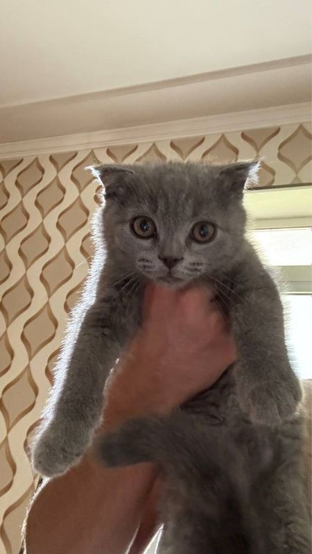 Котёнок Скоттиш Фолд.