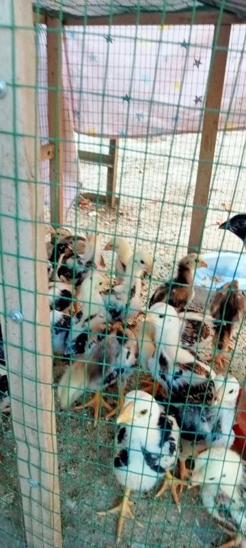 Дакан жожалар шамо+турк хорозни боллари Дакан жожалар шамо+турк хорозни боллари