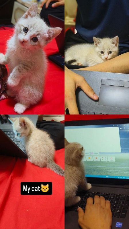 Срочно продаётся Сиамская кошка Срочно продаётся Сиамская кошка