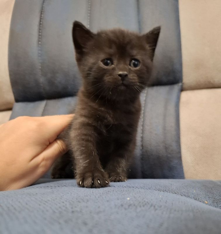 Котята скоттиш страйт Котята скоттиш страйт