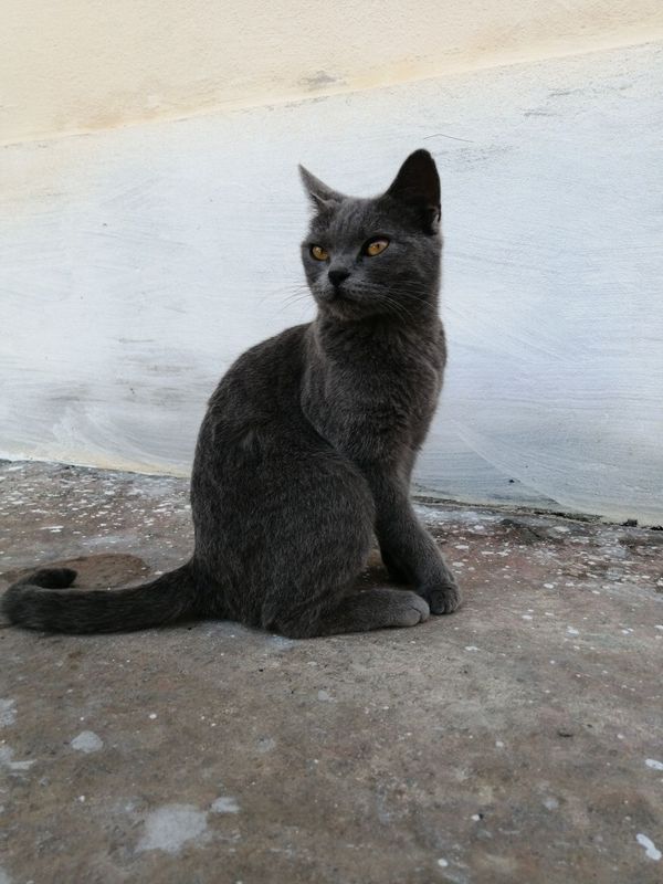 Породистая кошка Породистая кошка