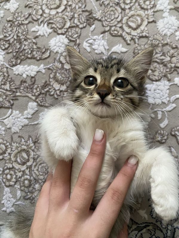 Милый домашний котенок Милый домашний котенок