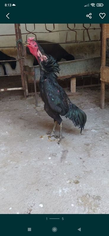 Shu xurozni jujalari sotiladi ganoy Shu xurozni jujalari sotiladi ganoy