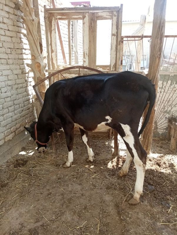 Ĝunojin sotiladi qisir 15milion kelishamiz yeb ichishiga garantiya Ĝunojin sotiladi qisir 15milion kelishamiz yeb ichishiga garantiya