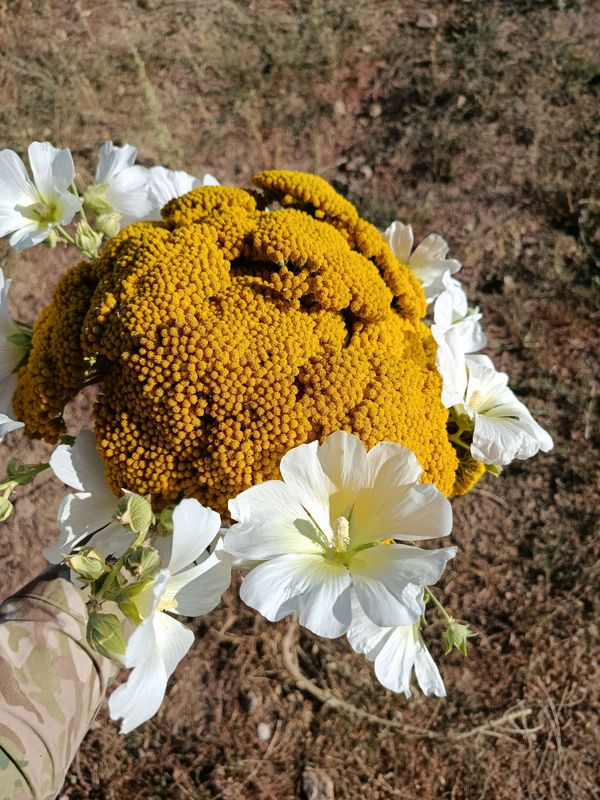 gul