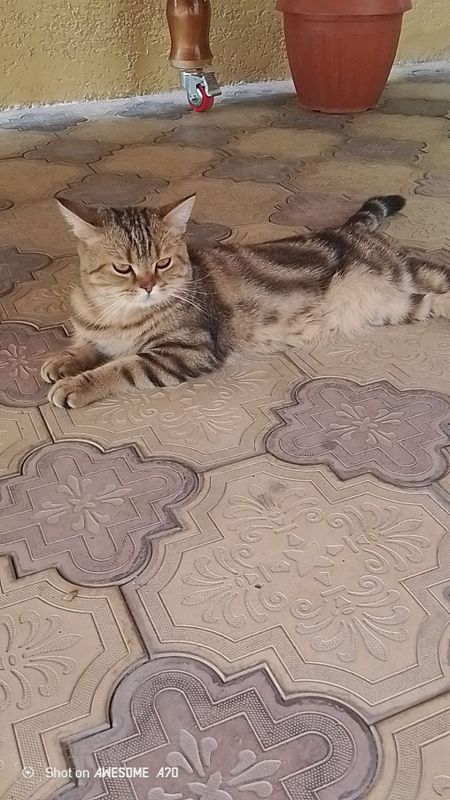 Toza qon sqotish Toza qon sqotish