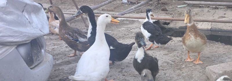 Продаються пекинские утки Продаються пекинские утки