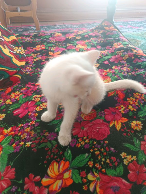 bu muwuk 1000000lik muwuk lekin men sizga arzonga