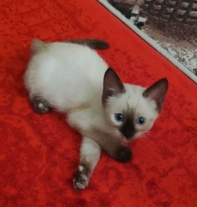 Сиамский котенок Сиамский котенок