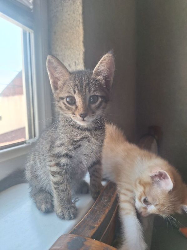 Отдам бесплатно котят Отдам бесплатно котят