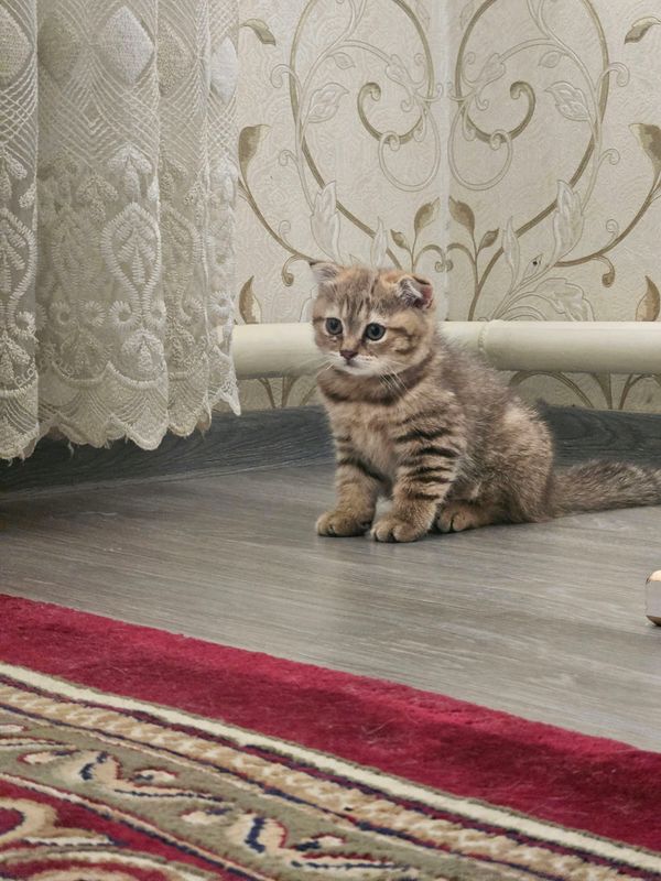 Котёнок девочка 2 месяц Котёнок девочка 2 месяц