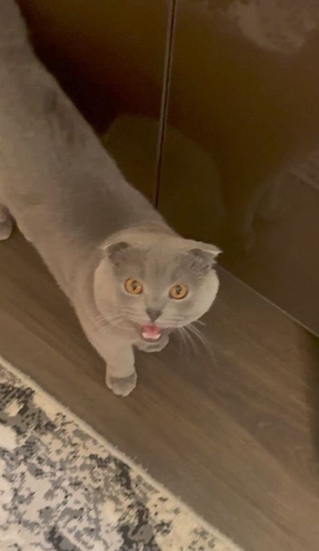 Scottish fold. Scottish fold Scottish fold. Scottish fold