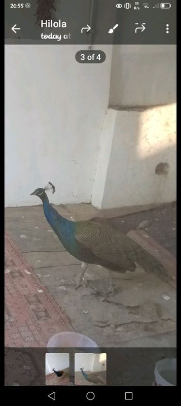 Tovus sotiladi Tovus sotiladi