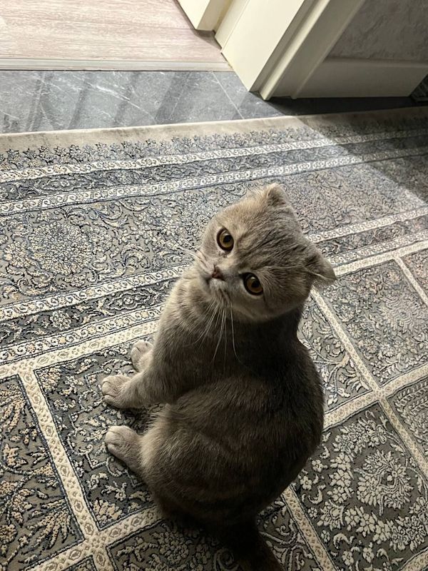 Scottish fold veslouha