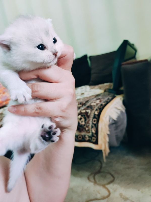 Продаются котята порода шиншилла Продаются котята порода шиншилла
