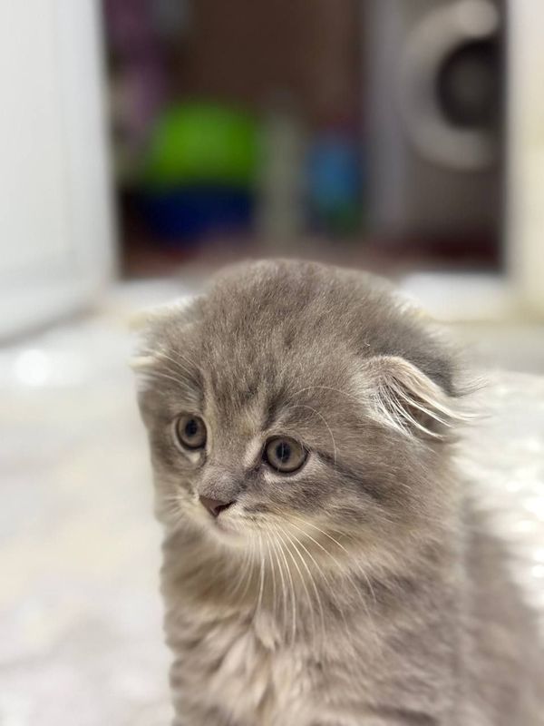 Chiroyli zotli mushuklar Chiroyli zotli mushuklar