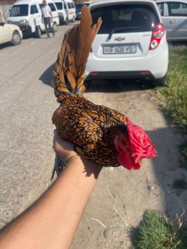 Sibrayt zalatoy gold sotiladi Sibrayt zalatoy gold sotiladi