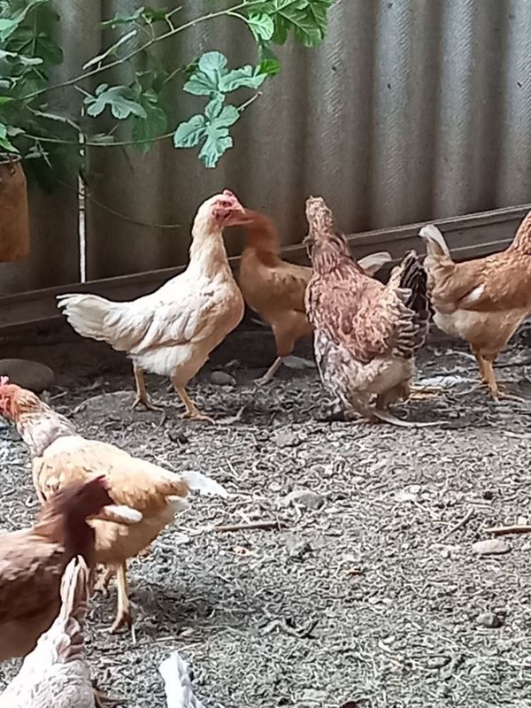 Tovuqlar xonaki uy tovuqlari Tovuqlar xonaki uy tovuqlari