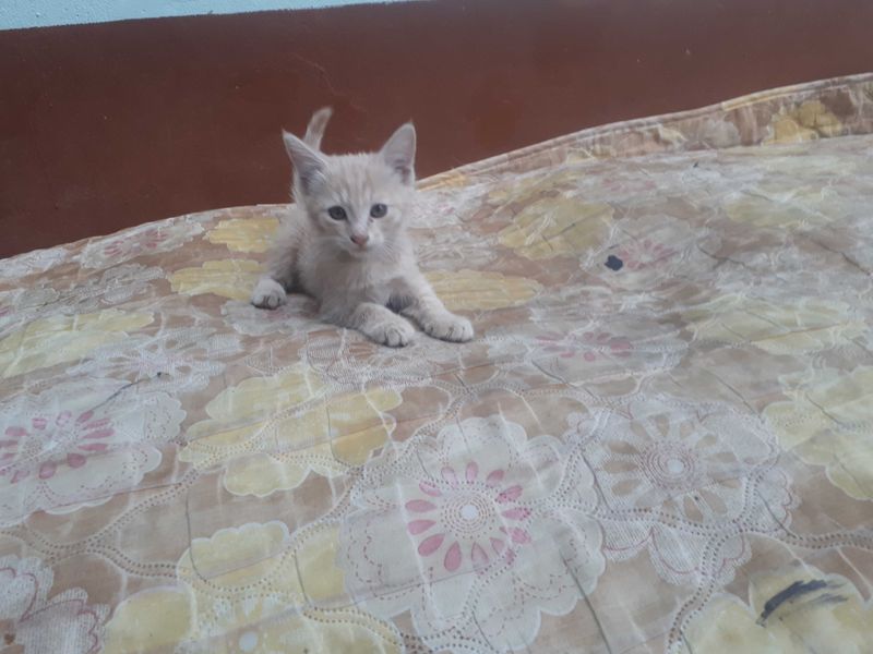 Koshka s detmi otdam Koshka s detmi otdam