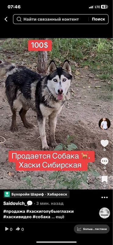 Sibirski XASKI. Sotiladi.