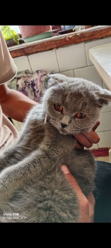 Скотиш мушук сотилади. Скотиш мушук сотилади.