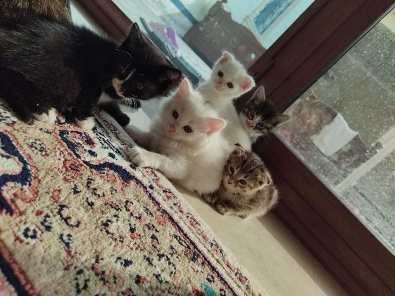5 ta zotdor mukush bolalari 5 ta zotdor mukush bolalari