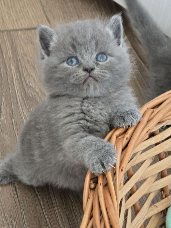 Продаются котята Продаются котята