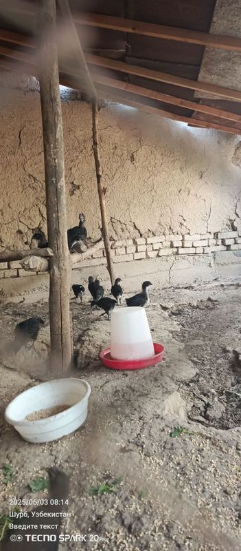 Кора Шахзода жужалари сотилади зоти тоза Кора Шахзода жужалари сотилади зоти тоза