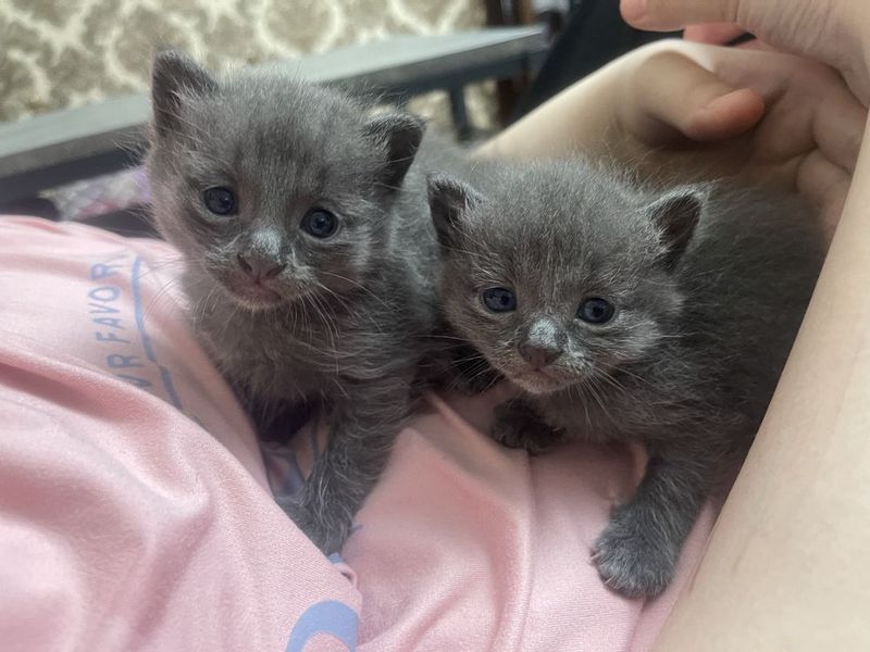 Котенок, девочки Котенок, девочки