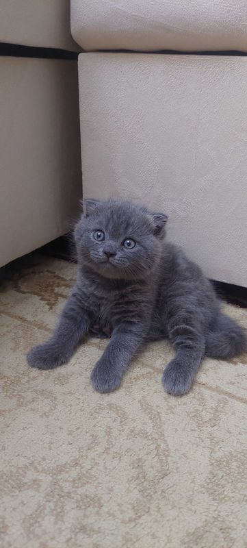 Продаються британские котята вислоухие