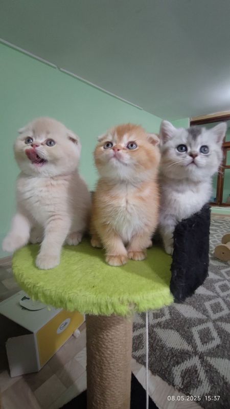 Шотландские котята. Шотландские котята.