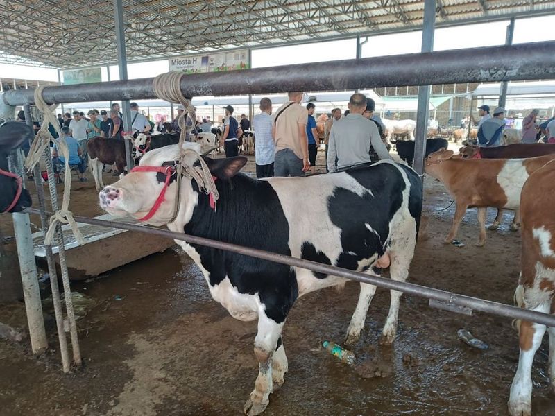 Buqa 9 oylik - sirochna sotiladi Buqa 9 oylik - sirochna sotiladi