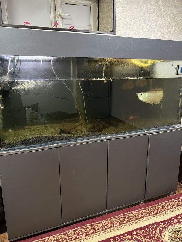 Akvarium baliqlari bilan sotiladi Akvarium baliqlari bilan sotiladi