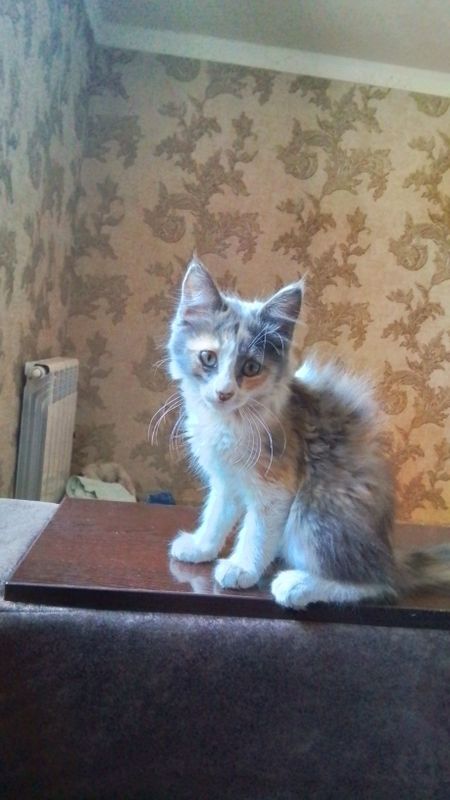 Мейн-кун котёнок Мейн-кун котёнок