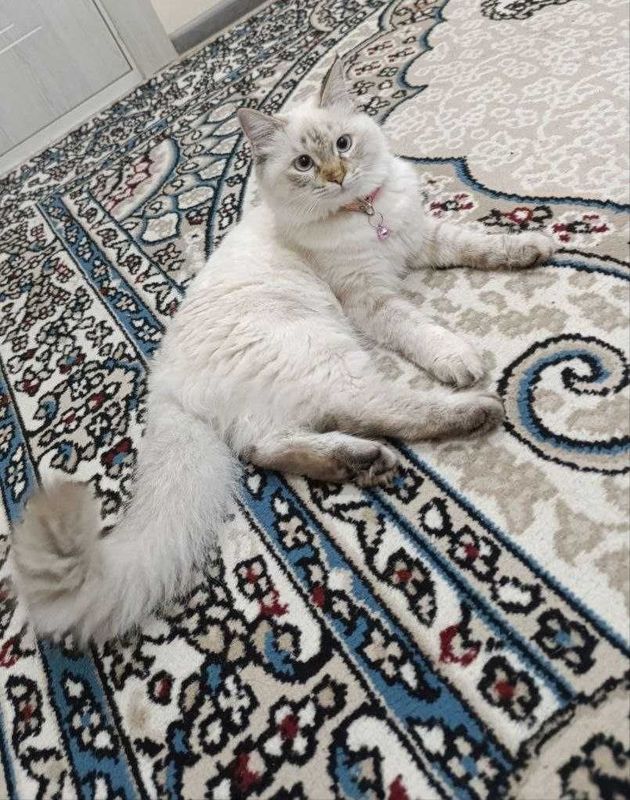 Mushuk ragdoll bonusi bilan Mushuk ragdoll bonusi bilan