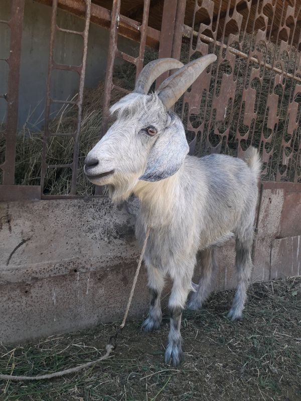 sarka echki sotiladi narxi kelishiladi sarka echki sotiladi narxi kelishiladi