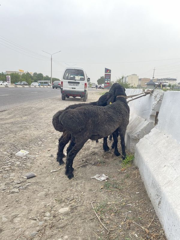 Qurbonlikka qoʻy sotiladi Qurbonlikka qoʻy sotiladi