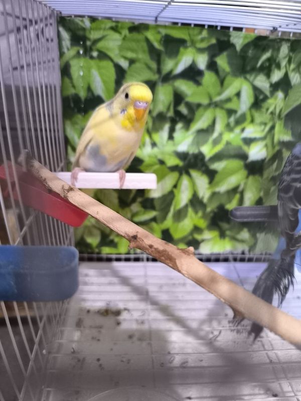 Valnistiy qushlar sotiladi Valnistiy qushlar sotiladi