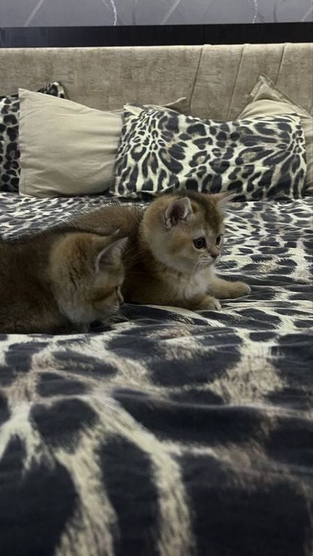 Продаются котята от правильной вязки.. Продаются котята от правильной вязки..
