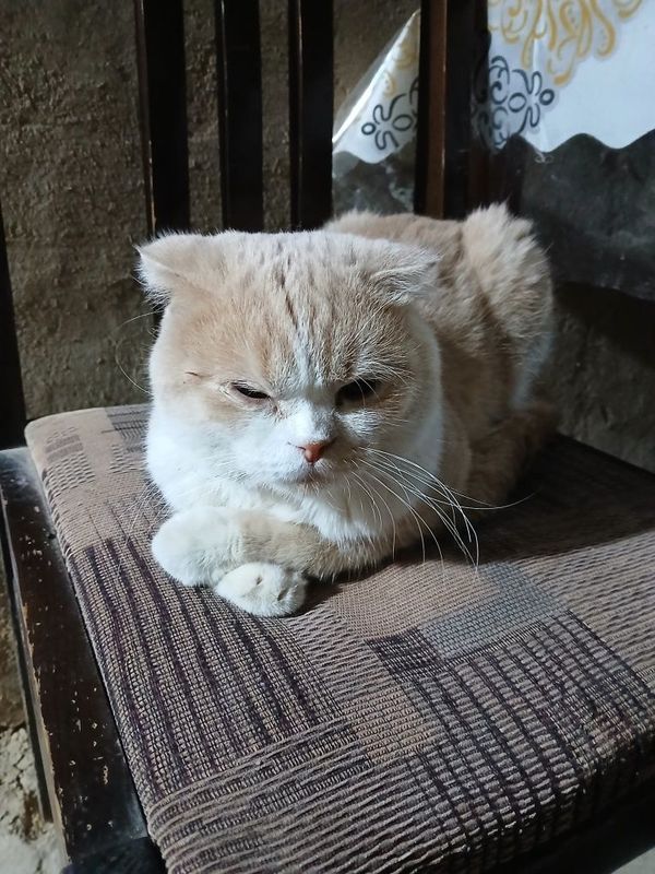 Sroʻchni sotiladi mushi zotli mushi yuvosh Sroʻchni sotiladi mushi zotli mushi yuvosh