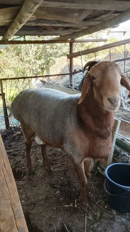 Tagal barra Arabi qazoqi Tagal barra Arabi qazoqi