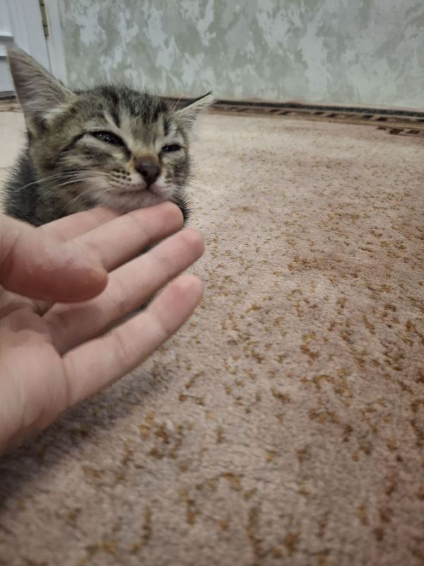 1 девочка,2мальчик,3 девочка,4 мальчик 1 девочка,2мальчик,3 девочка,4 мальчик