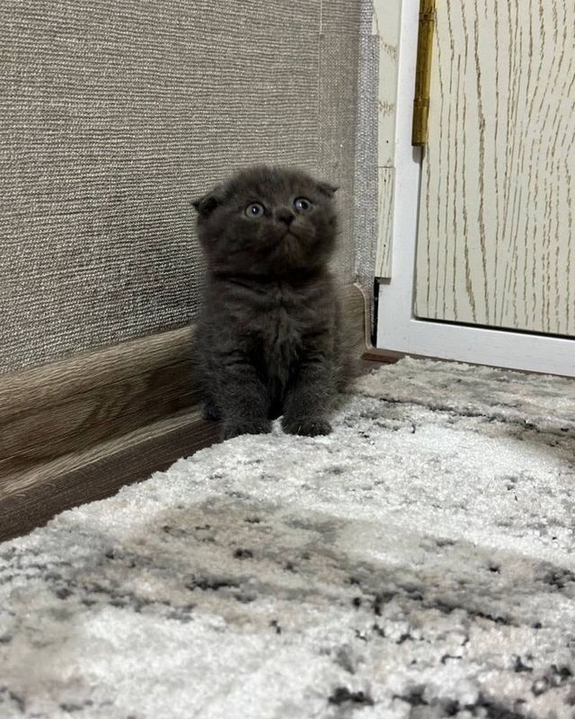 Siz xoxlagan mushuklarni eng arzon variantda topib beraman!